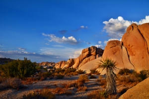 USA Joshua Tree NP                   